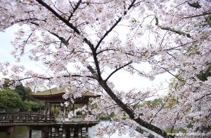 Read more about the article Ciekawostki o kwitnieniu wiśni w Japonii