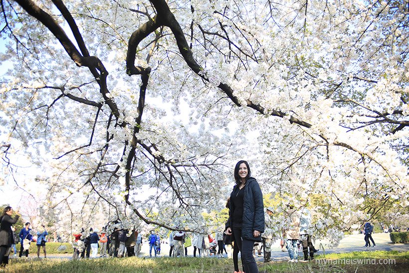 Read more about the article Marzenia się spełniają! Jak podziwiać kwitnienie wiśni w Japonii